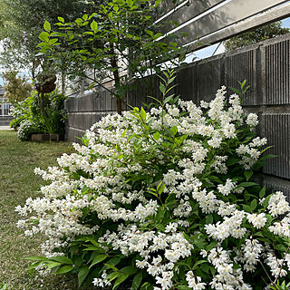 白い花が好き/ヒメウツギ/花壇/庭の花/手作りの庭...などのインテリア実例 - 2022-04-26 12:56:40