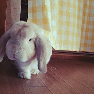部屋全体/かわいい/カーテン/ウサギのインテリア実例 - 2016-05-05 08:31:40