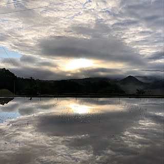 朝の風景/緑のある暮らし/日記/ありがとうございます♡/一人暮らし...などのインテリア実例 - 2022-09-01 22:06:47