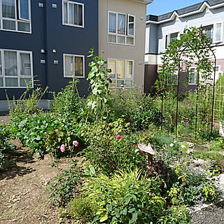 キッチン/家庭菜園/資材はなるべく買わない/竹支柱と剪定枝で野菜の誘引/ポタジェガーデンを目指して...などのインテリア実例 - 2021-08-21 14:23:10