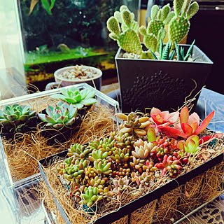 RCの出会いに感謝♡/多肉寄せ植えは難しい/植物のある暮らし/NO GREEN NO LIFE/水槽のある暮らし...などのインテリア実例 - 2021-05-14 13:12:00