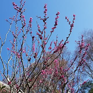 玄関/入り口/はなのある暮らし/植物のある暮らし/蕾がいっぱい/複数投稿嬉しい...などのインテリア実例 - 2023-03-20 10:02:17