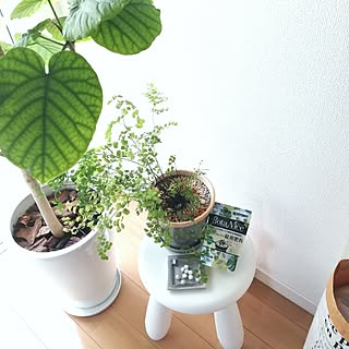 棚/観葉植物/多肉植物/植物のある暮らし/虫対策...などのインテリア実例 - 2023-07-31 13:04:02