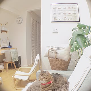 部屋全体/ZARA HOME/チラシを飾る/NO GREEN NO LIFE/ねこ部...などのインテリア実例 - 2016-11-21 19:22:56