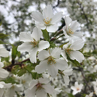 花/癒し/春/花のある暮らし/お花が好き...などのインテリア実例 - 2022-04-03 16:46:37