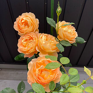 花のある暮らし/きれいな色/良い香りが漂ってます/薔薇/植物のある暮らし...などのインテリア実例 - 2020-05-20 14:11:33