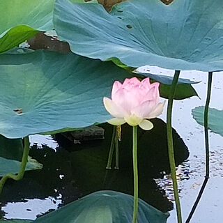 玄関/入り口/うちじゃなくてすいません/蓮の花/散歩/みて頂きありがとうございます♡...などのインテリア実例 - 2021-07-23 18:24:54