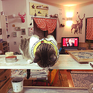 カウンター上の台の上の猫/ご飯作りを眺める猫/ねこのいる風景/棚のインテリア実例 - 2021-02-26 22:31:16