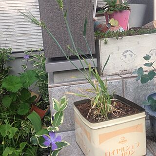 玄関/入り口/お花が咲きました♡/マーガリンの空き缶のインテリア実例 - 2014-05-03 06:49:33