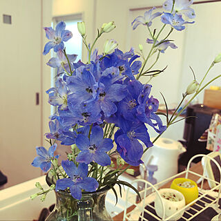 今日は31℃/青い花が好き/デルフィニュウム/癒される♡/花で癒されたい...などのインテリア実例 - 2020-06-30 07:43:40