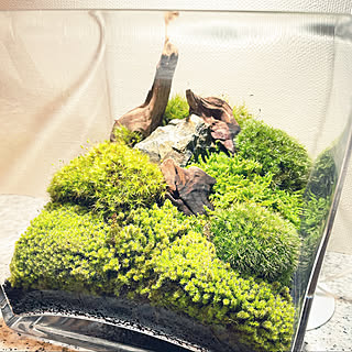 ハイゴケのインテリア実例 Roomclip ルームクリップ