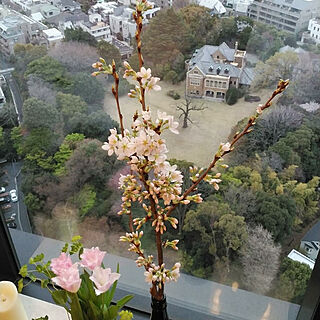 リビング/お部屋の中の桜色のインテリア実例 - 2019-03-30 22:33:37