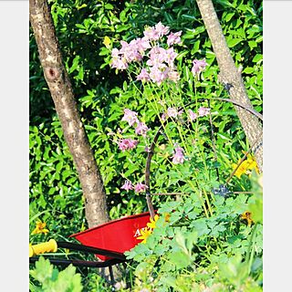 玄関/入り口/グリーンのある暮らし/NOFLOWERNOLIFE/花のある風景/お庭...などのインテリア実例 - 2017-05-23 14:30:47