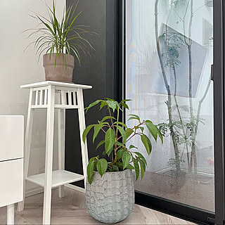 植物が好き/グリーンのある生活/観葉植物のある暮らし/モダンインテリア/IKEA...などのインテリア実例 - 2022-07-21 16:05:26