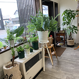 ドルフィンネックレス　増殖中/ブルースター/店舗です/クワズイモ/観葉植物...などのインテリア実例 - 2020-09-13 08:45:12