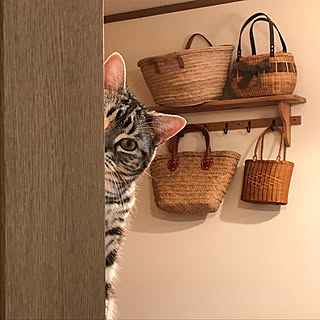 壁/天井/猫大好き/猫がいる幸せ/猫がいる生活/猫がいる暮らし...などのインテリア実例 - 2018-12-12 09:50:03