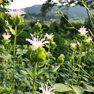 玄関/入り口/花壇/ベルガモット/里山/庭...などのインテリア実例 - 2018-06-25 18:03:04