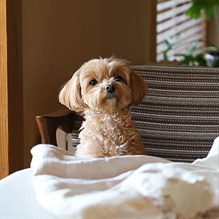 犬のいる風景/犬のいる暮らし/マルプー/いぬと暮らす/こどもと暮らす。...などのインテリア実例 - 2023-03-08 09:57:26