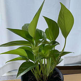 水滴/ポトス/グリーンのある暮らし/観葉植物のある暮らし/観葉植物...などのインテリア実例 - 2019-09-14 07:39:24