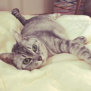 ベッド周り/ねこ/ねこのいる日常/猫との暮らしのインテリア実例 - 2017-06-17 22:40:48