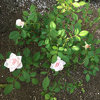 園芸/花/ガーデニング/薔薇が好き/薔薇のある庭...などのインテリア実例 - 2020-08-19 17:12:50