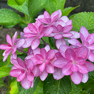 山紫陽花/築36年/緑のある暮らし/植中毒/観葉植物のある暮らし...などのインテリア実例 - 2021-06-03 23:04:12