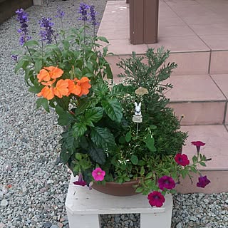 植物/コンテスト用です/庭/DIY/ガーデン雑貨...などのインテリア実例 - 2014-07-22 17:44:08