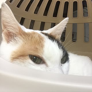 机/三毛猫/猫のいる暮らし/猫ばか/よしこちゃん...などのインテリア実例 - 2017-06-22 19:32:16