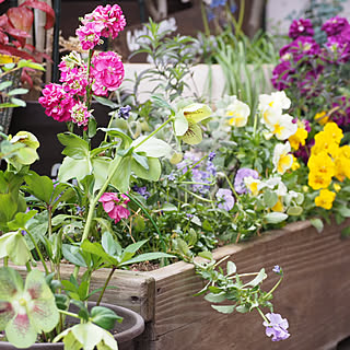 花のある暮らし/ストックの花/古いおうち。/ウッドデッキgarden/築43年...などのインテリア実例 - 2019-03-24 23:52:16