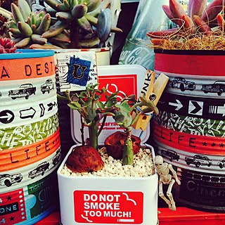 玄関/入り口/寄せ植え/NO GREEN NO LIFE/観葉植物/多肉植物...などのインテリア実例 - 2015-02-06 14:24:27