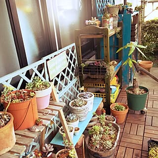 棚/賃貸アパート専用庭/多肉植物寄せ植え/多肉植物/ジャンクガーデン...などのインテリア実例 - 2015-04-17 15:30:49