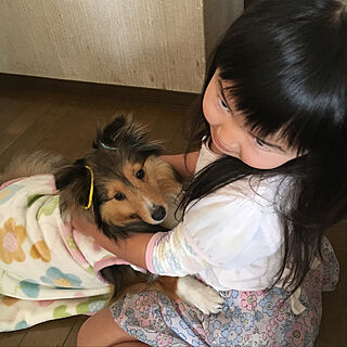 ベッド周り/いたずらっ子/犬/シェルティのインテリア実例 - 2019-01-13 11:29:57