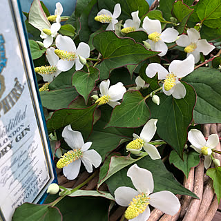 どくだみ/ひとり暮らし/季節を楽しむ暮らし/植物好き/ガーデン...などのインテリア実例 - 2021-06-06 21:38:18