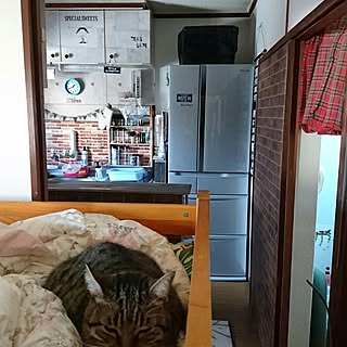 部屋全体/築45年アパート/ねこと暮らす/いいね、フォロー本当に感謝デス☺︎/RC出逢いに感謝のインテリア実例 - 2016-11-29 13:43:58