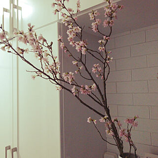 玄関/入り口/桜/お花のインテリア実例 - 2019-02-24 20:36:30