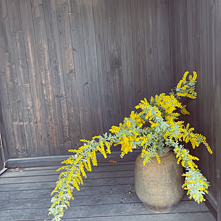 ゆったりと暮らす/時間を忘れる/季節の花を楽しむ/花のある暮らし/ミモザ...などのインテリア実例 - 2022-03-17 18:09:18