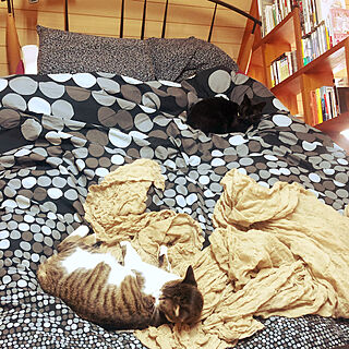 ねこのいる風景/ベッドを占領する猫/ベッド周りのインテリア実例 - 2020-12-10 07:34:32