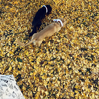リサラーソンのイヌ/いちょうの木/落ち葉の絨毯/お散歩日和/みなさんの素敵なインテリアに癒されてます...などのインテリア実例 - 2020-12-05 13:10:33