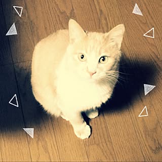 リビング/猫/ねこバカ部入部希望☆のインテリア実例 - 2015-01-10 11:04:51