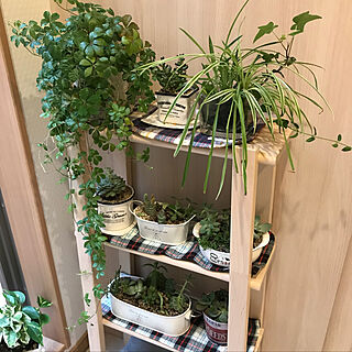 部屋全体/IKEAの棚/シュガーパイン/多肉植物/ユーティリティのインテリア実例 - 2018-04-17 16:19:58