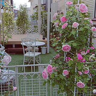 玄関/入り口/お庭です/薔薇 アミ・ロマンティカ/しあわせな風景～♪/2019・5・12のインテリア実例 - 2019-05-12 21:29:29