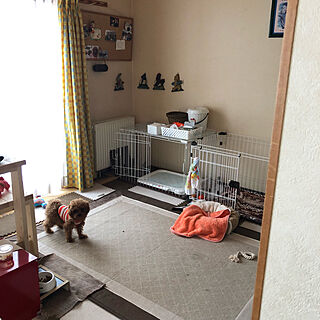 和室を改造/トイプードル/いぬと暮らす/トイプードルレッド/犬と暮らすのインテリア実例 - 2019-03-14 08:49:50