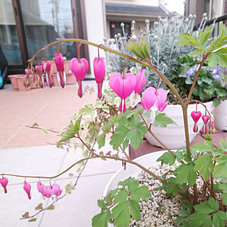 部屋全体/お花のある暮らし/花のある暮らし/庭づくり/屋外...などのインテリア実例 - 2021-03-30 23:26:41