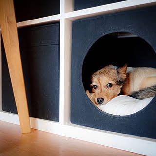 省スペース/犬小屋/KALLAX/犬猫多頭飼い/IKEA...などのインテリア実例 - 2019-07-31 14:51:28