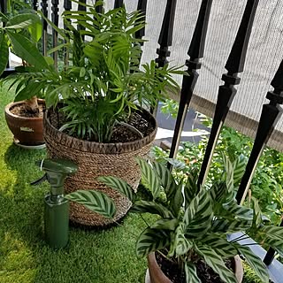 部屋全体/観葉植物のある暮らし/かごが好き/植物のある暮らし/ベランダ...などのインテリア実例 - 2023-07-11 08:31:46