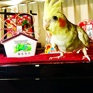 お正月ディスプレイ/100均/オカメインコ/カフェ風/雑貨...などのインテリア実例 - 2017-12-30 20:45:17