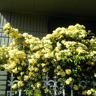 玄関/入り口/モッコウバラ/近所の花のインテリア実例 - 2017-04-24 15:07:12