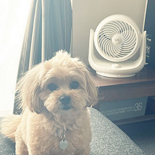 サーキュレーター/扇風機・サーキュレーター/Instagram→dct.tama/ミックス犬/愛犬♡...などのインテリア実例 - 2021-07-31 10:48:36