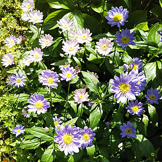花が好き/おはようございます✩.*˚/春の庭/自然が好き/日陰の庭...などのインテリア実例 - 2018-05-06 09:32:22