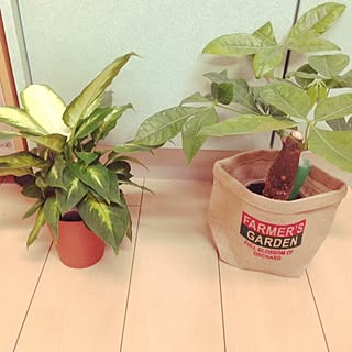 リビング/観葉植物/観葉植物増やしたい。/プチプラのインテリア実例 - 2014-08-18 21:48:24